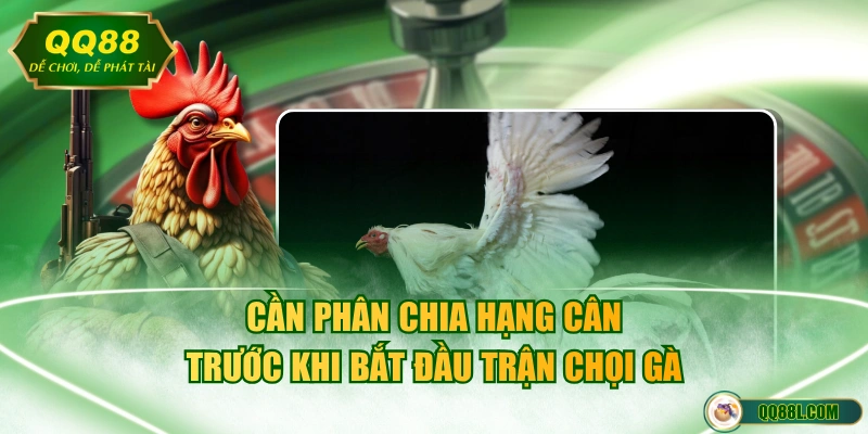 Cần phân chia hạng cân trước khi bắt đầu trận chọi gà
