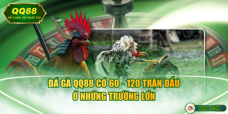 Đá Gà QQ88 có 60 - 120 trận đấu ở những trường lớn