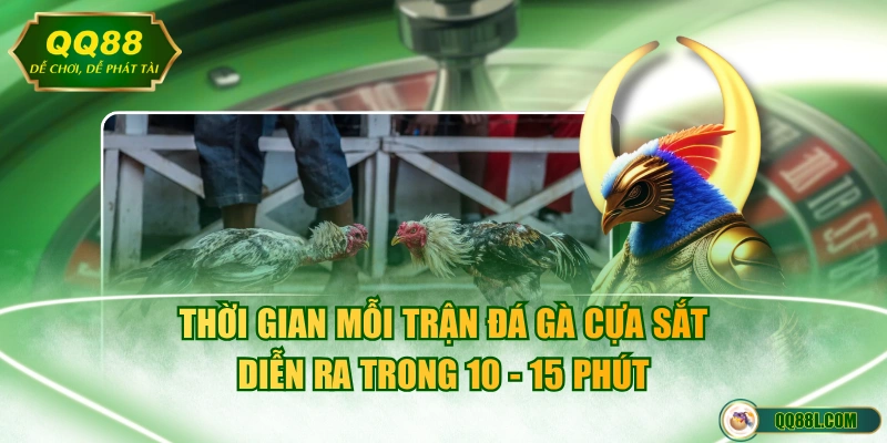Thời gian mỗi trận đá gà cựa sắt diễn ra trong 10 - 15 phút